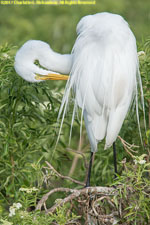 white egret